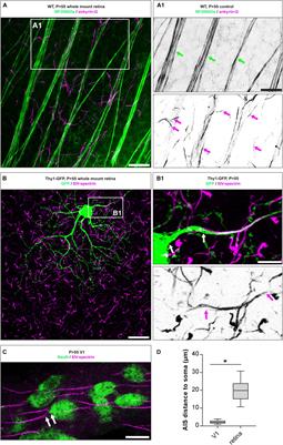 Dynamic Regulation of Synaptopodin and the Axon Initial Segment in Retinal Ganglion Cells During Postnatal Development